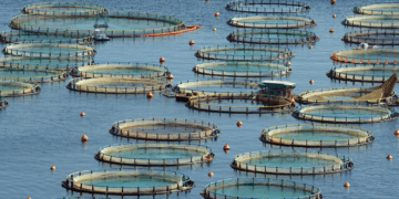 Türkiye su ürünleri avcılığı ve yetiştiriciliği açısından bölgesinde lider konumda Türkiye su ürünleri avcılığı ve yetiştiriciliği açısından bölgesinde lider konumda