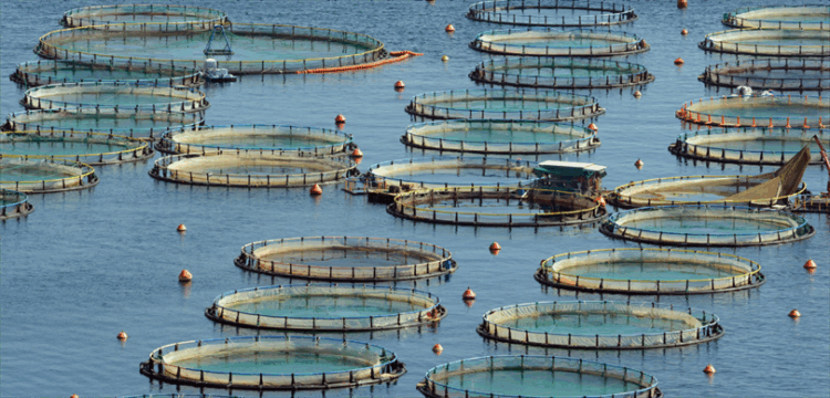 Türkiye su ürünleri avcılığı ve yetiştiriciliği açısından bölgesinde lider konumda su urunleri avciligi ve yetistiriciligi habermeydan