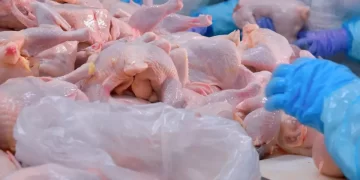 BESD-BİR’den tavuk eti zehirlenmelerine karşı uyarı