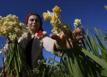 Karaburun’un kadınlarından aile bütçelerine “mis kokulu” süper destek