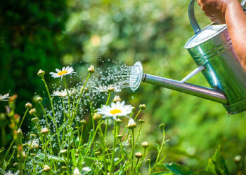 Yeşil Vatan Etkinlikleri Kapsamında Ocak Ayının Teması ‘İklim Değişikliği’ Olacak