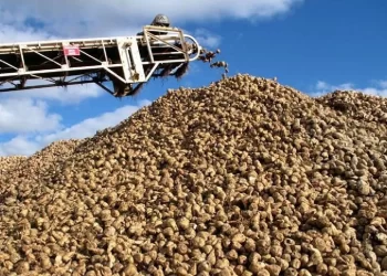 Türkiye’de şeker üretimi 3 milyon tonu aşacak