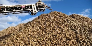 Türkiye’de şeker üretimi 3 milyon tonu aşacak