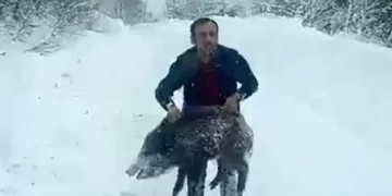 Sinop’ta, eliyle domuz yakalayan vatandaşa ceza!