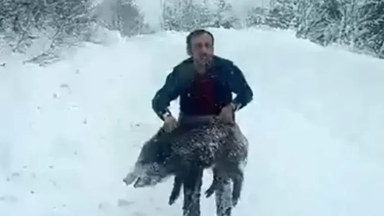 sinopta eliyle domuz yakalayan vatandasa ceza habermeydan