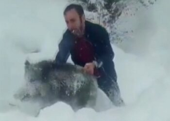 Sinop’ta, eliyle domuz yakalayan vatandaşın cezası iptal edildi!