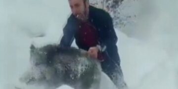 Sinop’ta, eliyle domuz yakalayan vatandaşın cezası iptal edildi!