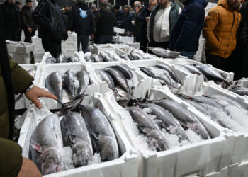 Balıkçılara müjde: Marmara’da torik bolluğu Balıkçılara müjde: Marmara’da torik bolluğu