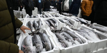 Balıkçılara müjde: Marmara’da torik bolluğu
