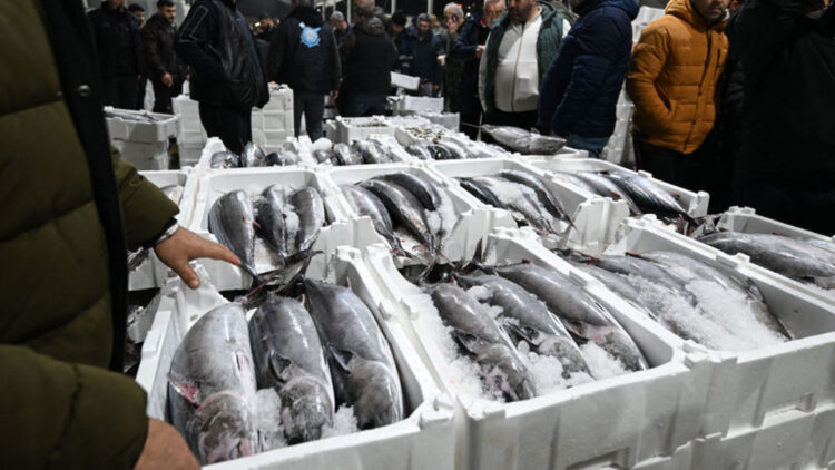 Marmara’da torik bolluğu...