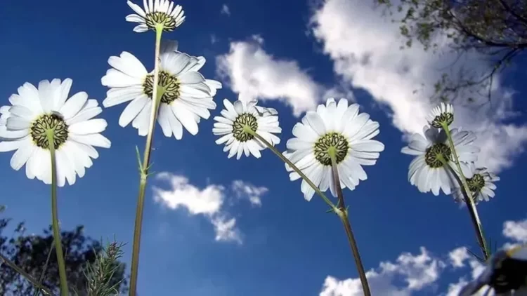 İlk Cemre Düştü! 2. Cemre Ne Zaman Düşecek? 2 Cemre Ne Zaman Dusecek habermeydan