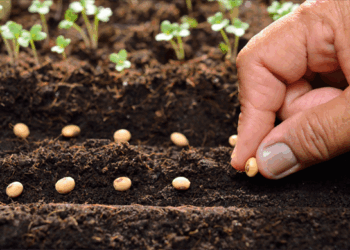 Sertifikalı Tohum Üretimi Ve İhracatında Yükseliş Devam Ediyor