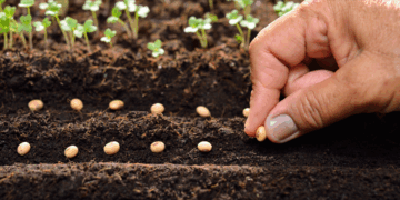 Sertifikalı Tohum Üretimi Ve İhracatında Yükseliş Devam Ediyor