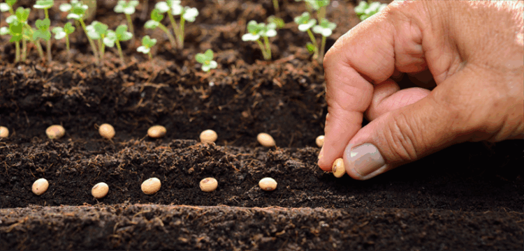 Sertifikali Tohum Uretimi habermeydan