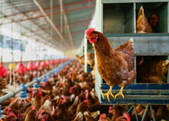 TÜİK açıkladı! Tavuk eti üretimi 253 bin 993 ton oldu