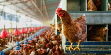 TÜİK açıkladı! Tavuk eti üretimi 253 bin 993 ton oldu