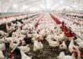 Bakanlık duyurdu! Tavuk ihracatı bugün durdurulacak