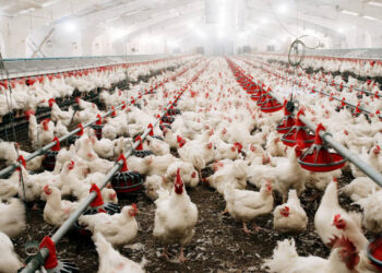 Bakanlık duyurdu! Tavuk ihracatı bugün durdurulacak