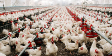 Bakanlık duyurdu! Tavuk ihracatı bugün durdurulacak