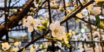 İlk cemre bugün havaya düştü! Cemre havaya, suya, toprağa düşme tarihleri