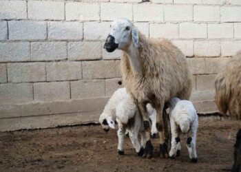 Muş'ta, küçükbaş hayvan sayısı 1,4 milyonu geçti! Muş’ta, küçükbaş hayvan sayısı 1,4 milyonu geçti!