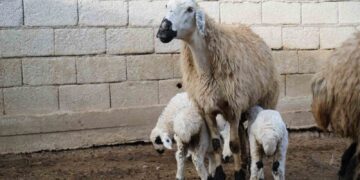 Muş'ta, küçükbaş hayvan sayısı 1,4 milyonu geçti! Muş’ta, küçükbaş hayvan sayısı 1,4 milyonu geçti!