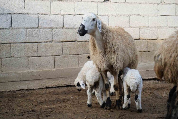 Muş'ta, küçükbaş hayvan sayısı 1,4 milyonu geçti! musta hayvan sayisi 1 4 milyonu gecti habermeydan