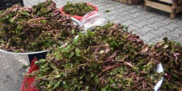 Sinop’ta ‘zılbıt’ dönemi!