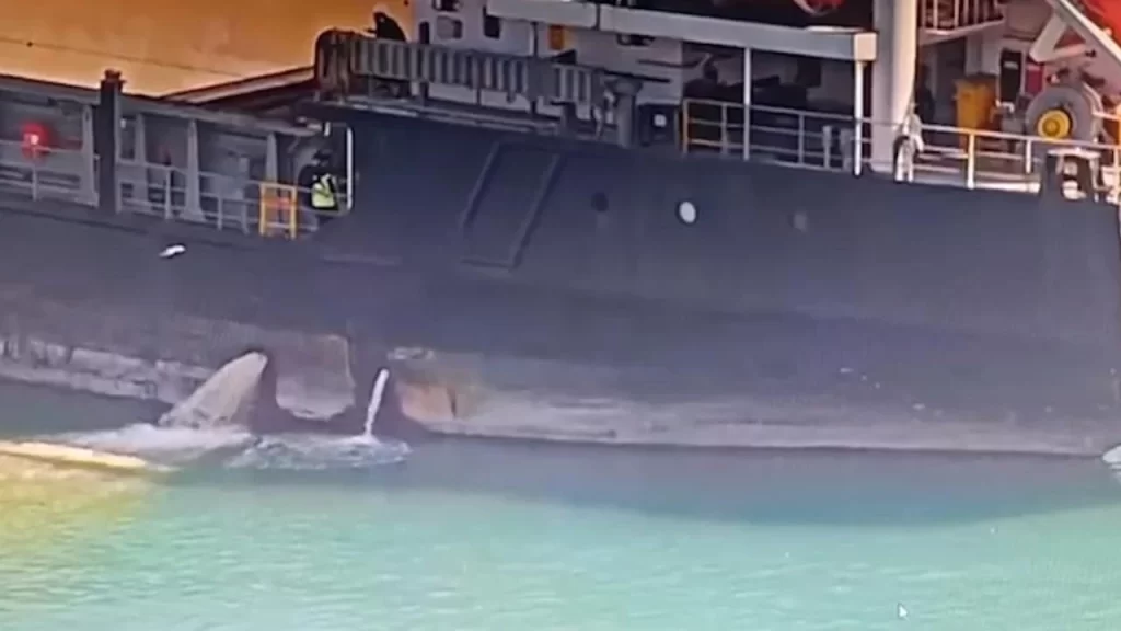 Cevre Ihlali Yapan Gemi habermeydan