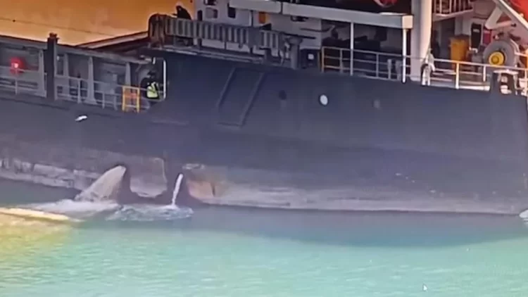 Cevre Ihlali Yapan Gemi habermeydan