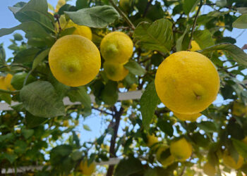Limon ithalatında gümrük vergisi düşürüldü