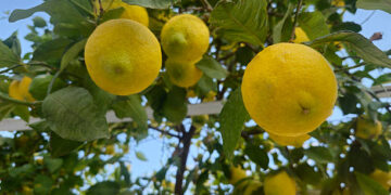 Limon ithalatında gümrük vergisi düşürüldü