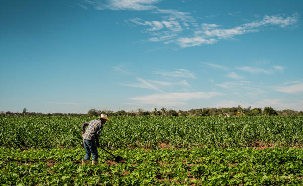 Mevsimlik tarım işçilerinin günlük ücretleri geçen yıl yüzde 37,8 arttı