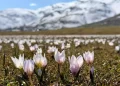 Çiğdemler, Muş Ovası’nı süslemeye başladı!