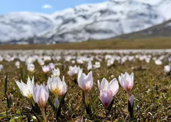 Çiğdemler, Muş Ovası’nı süslemeye başladı!