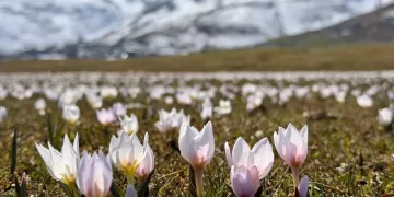 Çiğdemler, Muş Ovası’nı süslemeye başladı!