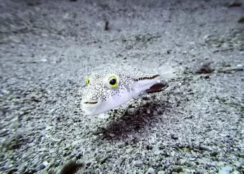 İstilacı türlere karşı eylem planı hazırlandı