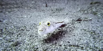 İstilacı türlere karşı eylem planı hazırlandı