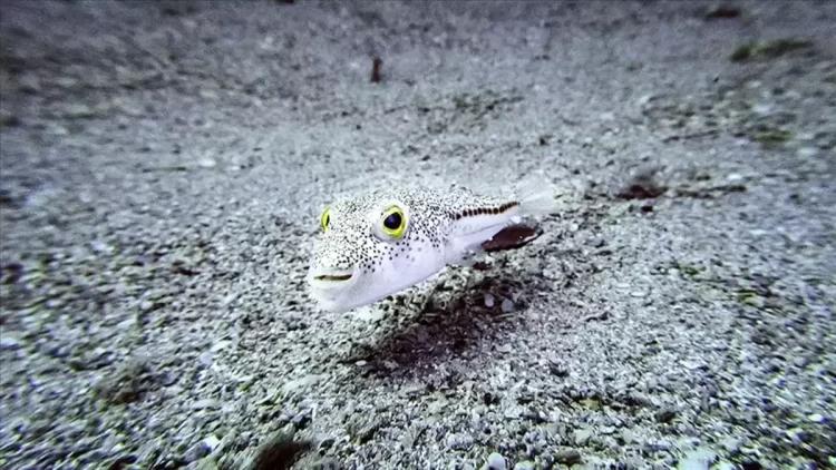 İstilacı türlere karşı eylem planı hazırlandı.