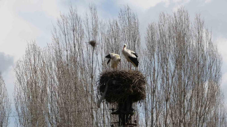 mus haskoyde 18 leylek yuvasi gocten donen leyleklerle doldu habermeydan