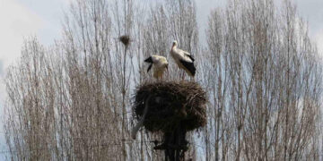 Muş Hasköy’de, 18 leylek yuvası göçten dönen leyleklerle doldu!