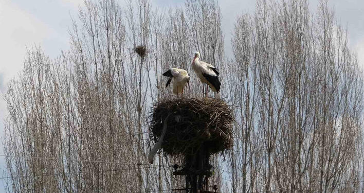 Muş Hasköy’de, 18 leylek yuvası göçten dönen leyleklerle doldu!