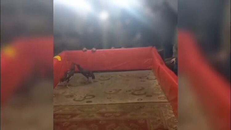 musta horoz dovusturan 23 kisiye para cezasi habermeydan