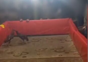 Muş’ta, horoz dövüştüren 23 kişiye para cezası!