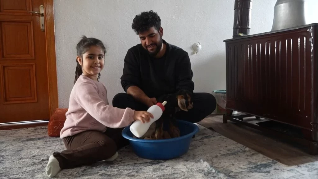 Muş'ta, yeni doğan oğlaklara evde özel bakım! musta yeni dogan oglaklara evde ozel bakim habermeydan