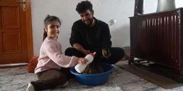 Muş’ta, yeni doğan oğlaklara evde özel bakım!