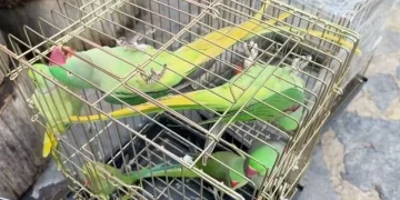 İstanbul’da petshop denetiminde 39 papağana el konuldu