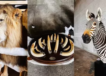 Tarım ve Orman Bakanlığı’ndan yaban hayvanı operasyonu: 19 kargoya el konuldu