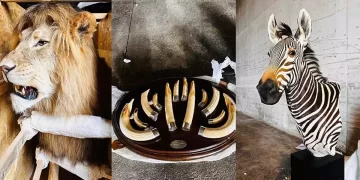 Tarım ve Orman Bakanlığı’ndan yaban hayvanı operasyonu: 19 kargoya el konuldu