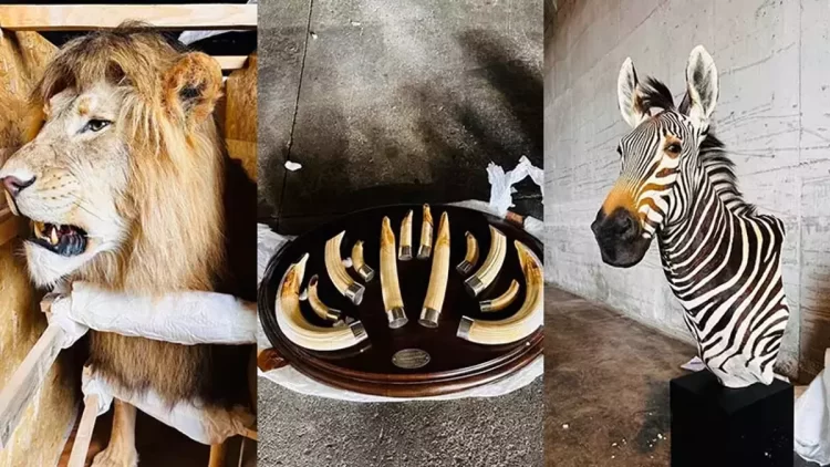 Tarım ve Orman Bakanlığı’ndan yaban hayvanı operasyonu...